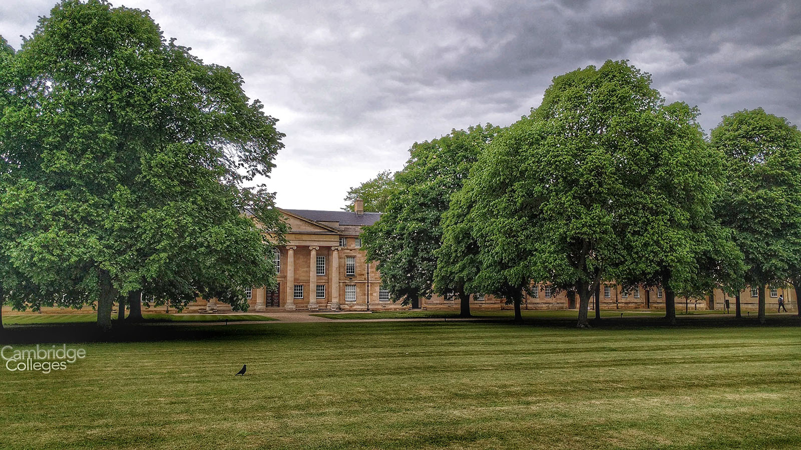 Magnificent trees in the grounds of Downing college
