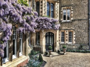 Wisteria in full bloom on the Master's lodge of Jesus college
