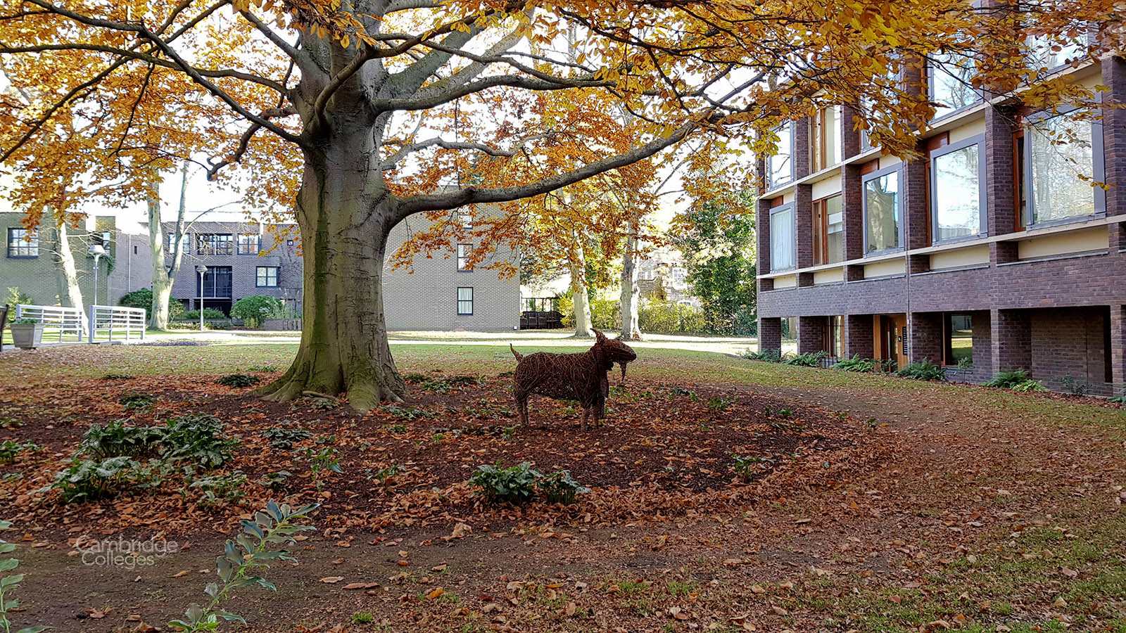 Fitzbilly in the grounds of Fiztwilliam college, Cambridge