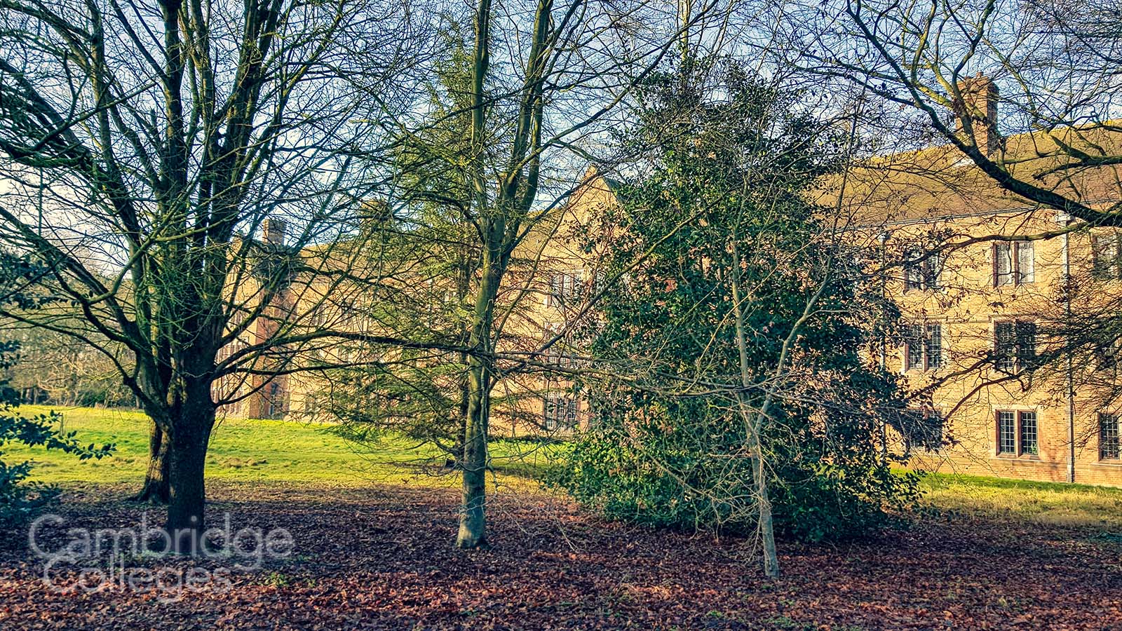 Trees in the grounds of Girton college, Cambridge