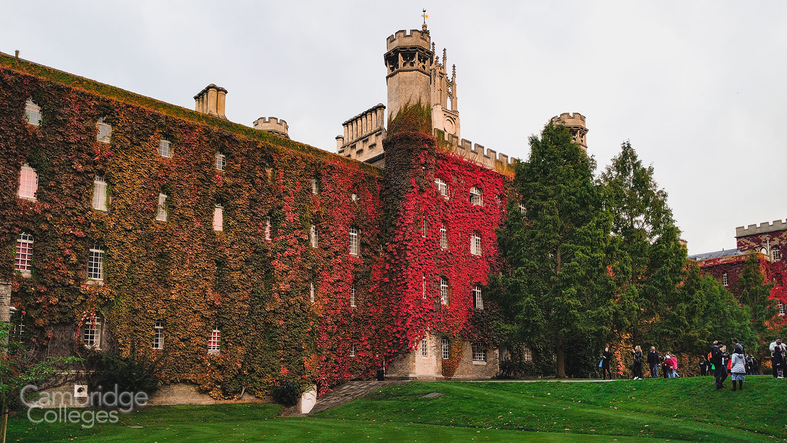 New Court Virginia creeper at St John's college