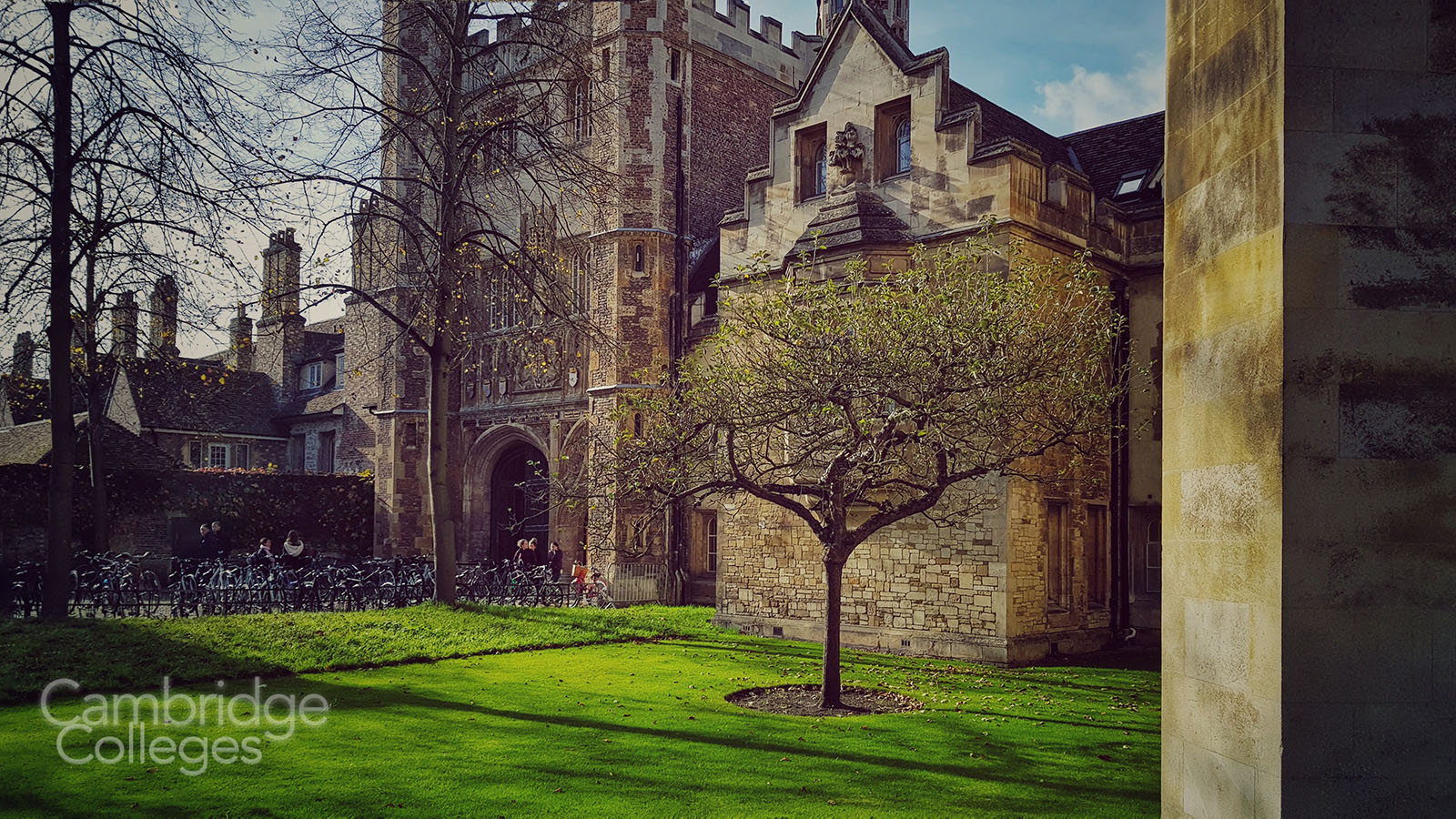 The apple tree outside Trinity college