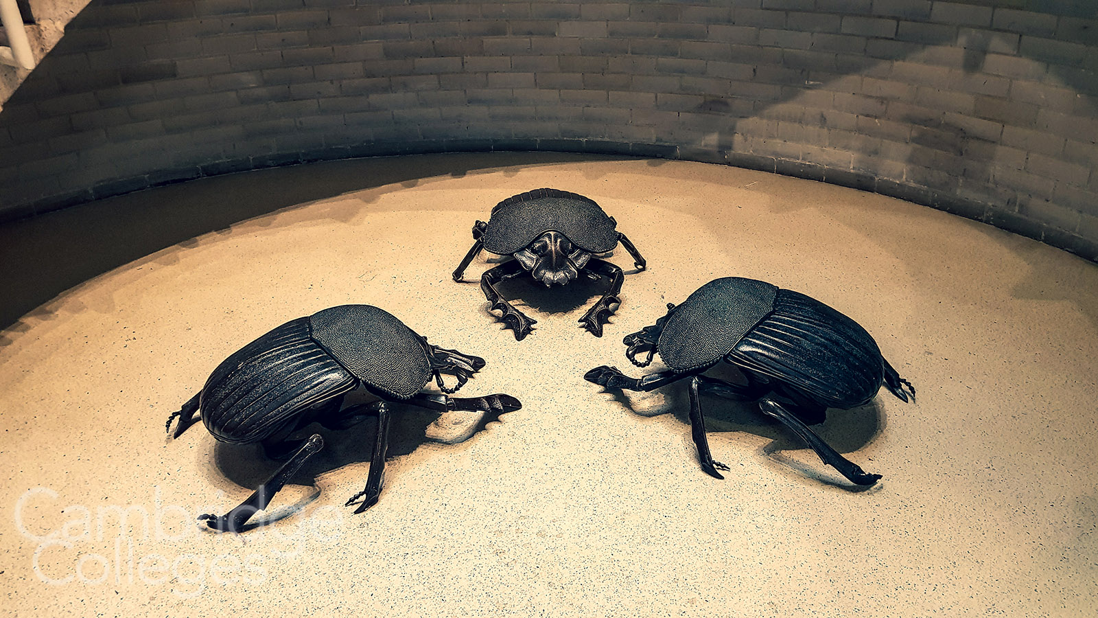Dung beetles at Murray Edwards college
